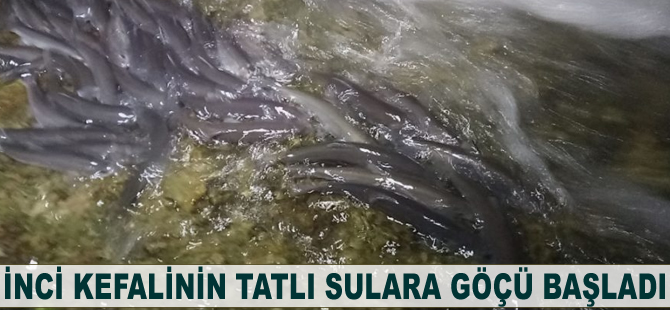 İnci kefalinin tatlı sulara göçü başladı