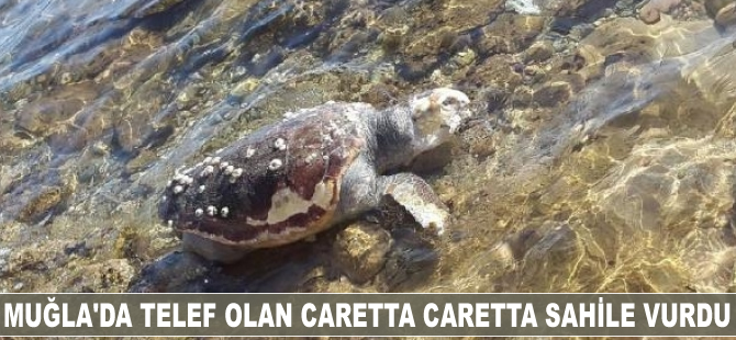 Muğla'da telef olan caretta caretta sahile vurdu