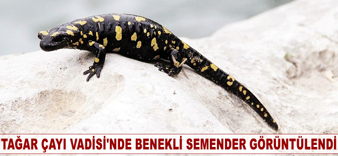 Tağar Çayı Vadisi'nde 'benekli semender' görüntülendi