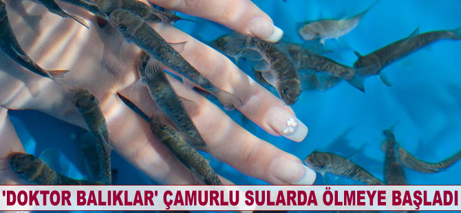 ’Doktor balıklar’ çamurlu sularda ölmeye başladı