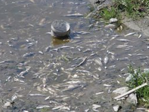 Dipsiz Çayı’nda toplu balık ölümleri görüldü
