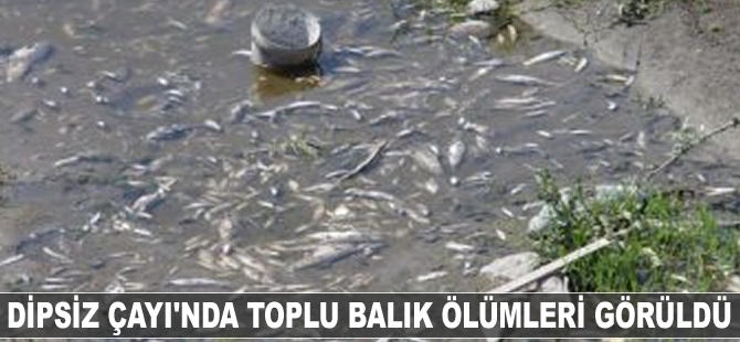 Dipsiz Çayı’nda toplu balık ölümleri görüldü