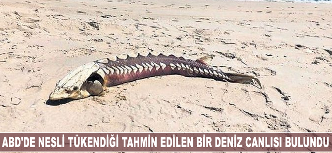 ABD'de nesli tükendiği tahmin edilen bir deniz canlısı bulundu