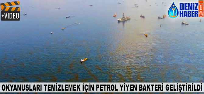 Okyanusları temizlemek için petrol yiyen bakteri geliştirildi
