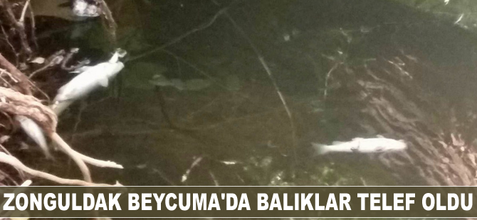 Zonguldak Beycuma'da balıklar telef oldu