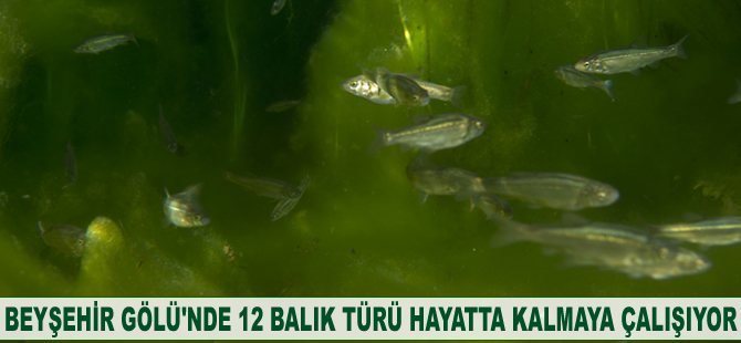 Beyşehir Gölü'nde 12 balık türü hayatta kalma mücadelesi veriyor