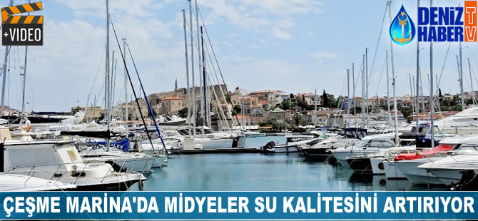 Çeşme Marina'da midyeler su kalitesini artırıyor