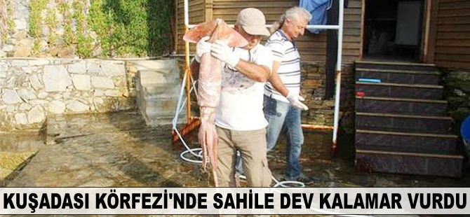Kuşadası Körfezi’nde sahile dev kalamar vurdu