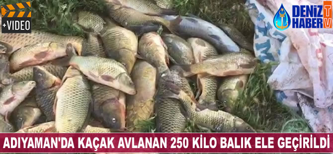 Adıyaman'da kaçak avlanan 250 kilo balık ele geçirildi
