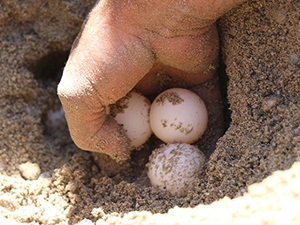 Caretta Carettalar yumurta bırakmaya erken başladı