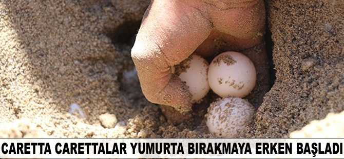Caretta Carettalar yumurta bırakmaya erken başladı
