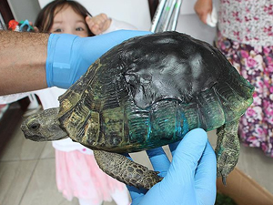 Samsun yaralı kaplumbağa tedavi edildi