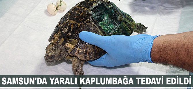 Samsun yaralı kaplumbağa tedavi edildi