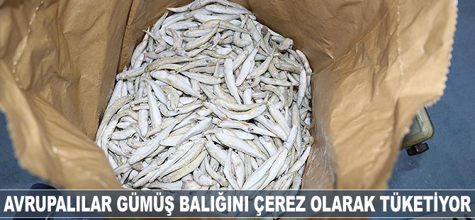 Avrupalılar, gümüş balığını çerez olarak tüketiyor