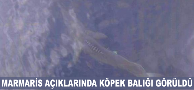 Marmaris açıklarında köpek balığı görüldü