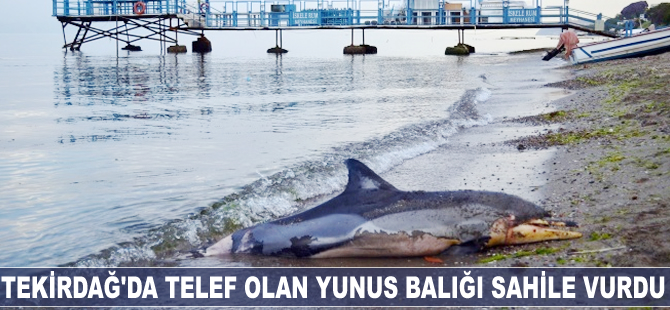 Tekirdağ'da telef olan yunus balığı sahile vurdu