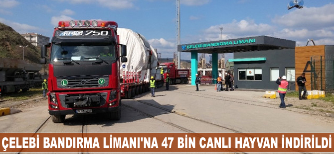 Çelebi Bandırma Limanı'na 47 bin canlı hayvan indirildi