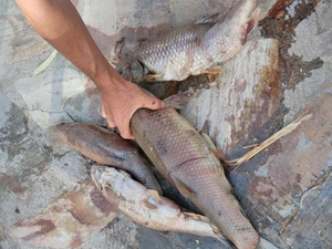 Büyük Menderes Nehri'nde balıklar telef oldu