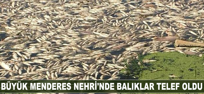Büyük Menderes Nehri'nde balıklar telef oldu