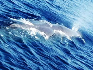 Fethiye açıklarında balina görüntülendi