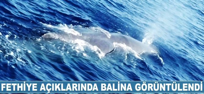 Fethiye açıklarında balina görüntülendi
