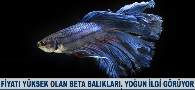 Betta balıkları, dünya üzerinde yoğun ilgi görüyor