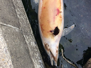 Telef olan yunus Akçakoca Limanı'na vurdu