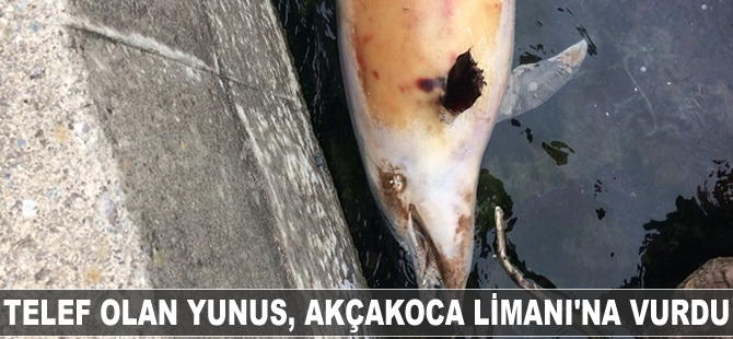 Telef olan yunus Akçakoca Limanı'na vurdu