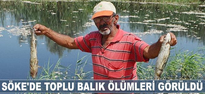 Söke'de toplu balık ölümleri görüldü