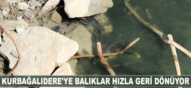 Kurbağalıdere'ye balıklar hızla geri dönüyor