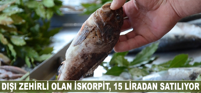 Dışı zehirli olan iskorpit, 15 liradan satılıyor