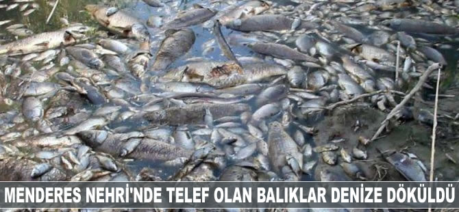 Telef olan balıklar denize döküldü