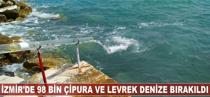İzmir'de 98 bin çipura ve levrek denize bırakıldı