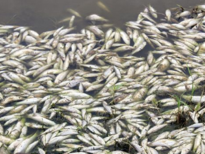 Şanlıurfa'da binlerce balık kıyıya vurdu