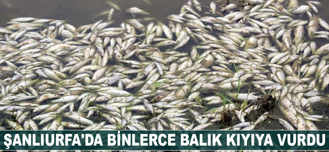 Şanlıurfa'da binlerce balık kıyıya vurdu