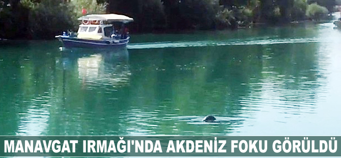 Manavgat Irmağı'nda Akdeniz foku görüldü