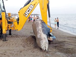 Antalya'da 4 metrelik balina ölüsü kıyıya vurdu