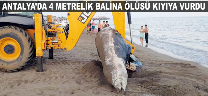 Antalya'da 4 metrelik balina ölüsü kıyıya vurdu