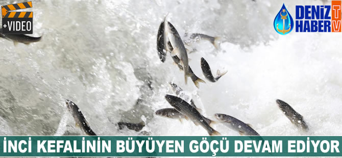 İnci kefalinin büyüyen göçü devam ediyor