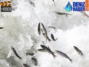 İnci kefalinin büyüyen göçü devam ediyor