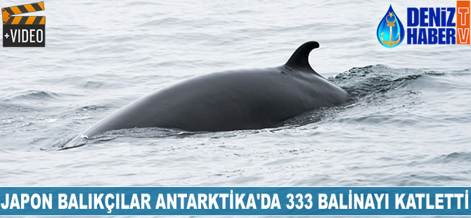 Japon balıkçılar Antarktika'da 333 balinayı katletti