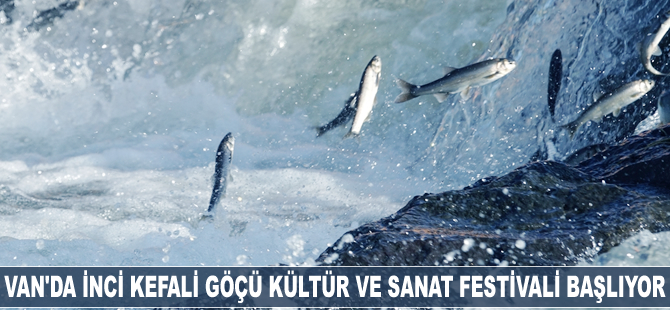 '8. Uluslararası İnci Kefali Göçü Kültür ve Sanat Festivali' başlıyor