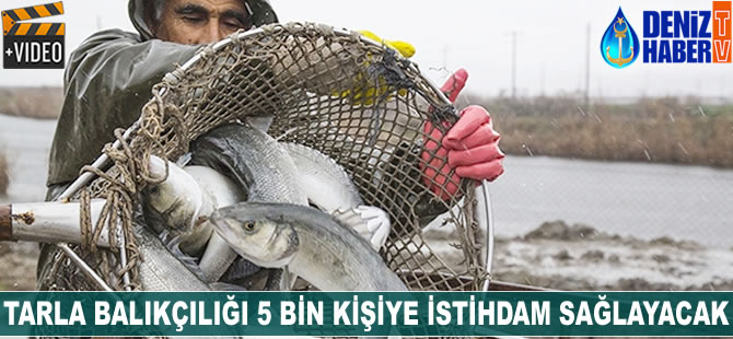 Tarla balıkçılığı 5 bin kişiye istihdam sağlayacak