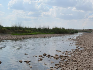 Garzan Çayı’nda su kesilince binlerce balık telef oldu