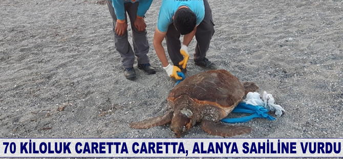 70 kiloluk caretta caretta Alanya sahiline vurdu