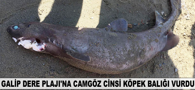 Galip Dere Plajı'na camgöz cinsi köpek balığı vurdu
