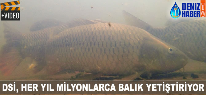 DSİ, her yıl milyonlarca balık yetiştiriyor