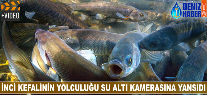 İnci kefalinin yolculuğu su altı kamerasına yansıdı