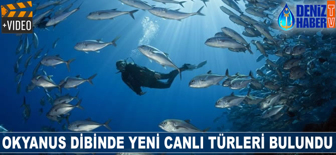 Okyanus dibinde yeni canlı türleri bulundu