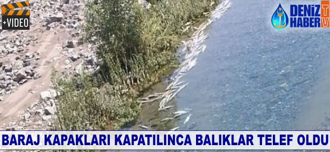 Baraj kapakları kapatılınca balıklar telef oldu